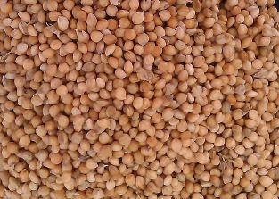 Millet Bird Seed supplier